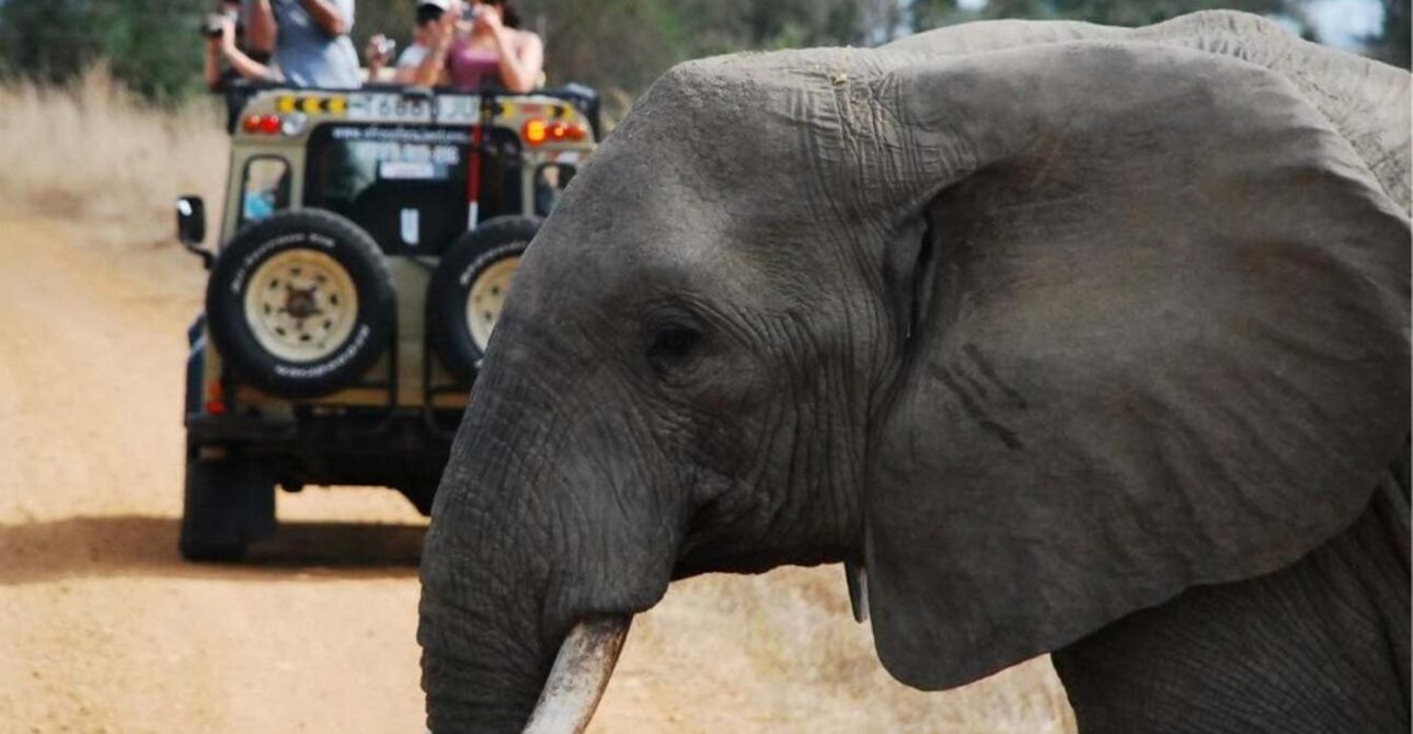 From Zanzibar: Mikumi Day Safari