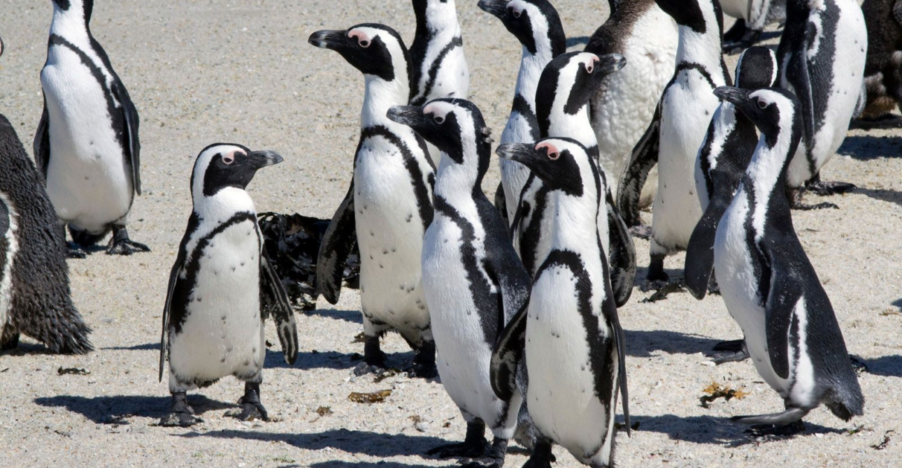 Penguin Encounter Boulders Beach Half Tour Day from Cape Town