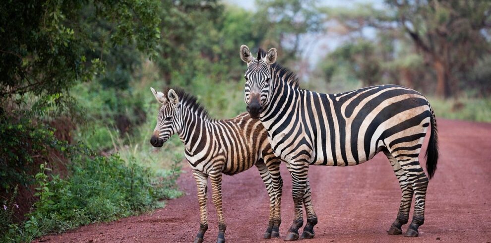 zebra-crossing-scott